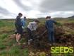 SEEDS 051. Revegetation in the South of Iceland
