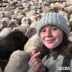 Réttir, the annual round-up of the Icelandic sheep and a country party