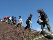 SEEDS 12. Westman Islands - Vestmannaeyjar