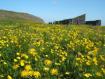 SEEDS 12. Skagafjörður - Renovation of a historical site