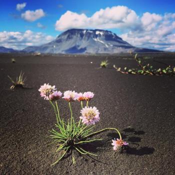 SEEDS Iceland