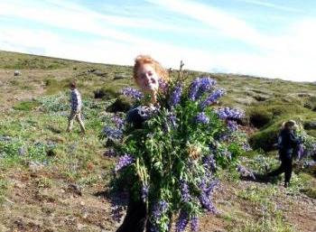 Revegetation in the south of Iceland (2:2)