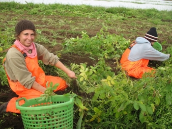 Organic farming in Iceland (1)