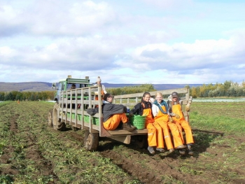 Organic farming in Iceland (2)