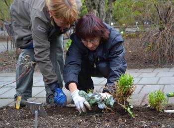 Growing Gardens in Reykjavík (1:2)