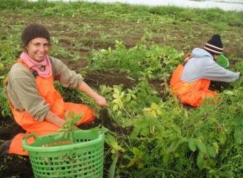 Organic Farming in Iceland (1:2)