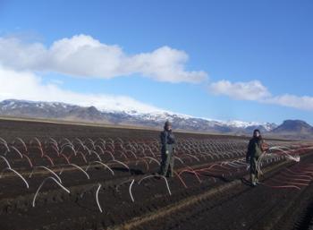 SEEDS Iceland