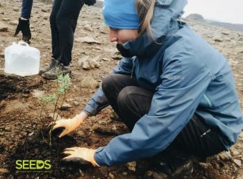 Revegetation in the South of Iceland (1:3)