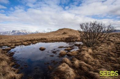 SEEDS Iceland