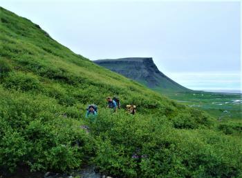 Trees and Walking in the Westfjords