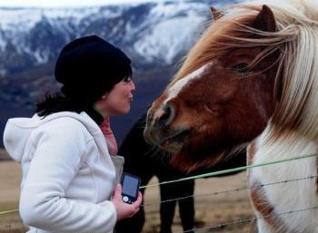 Working & Horseback riding in the East fjords