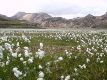 SEEDS Iceland